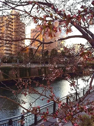 訓練仲間から届いた花見の写真｜Nさんの夕食番外編