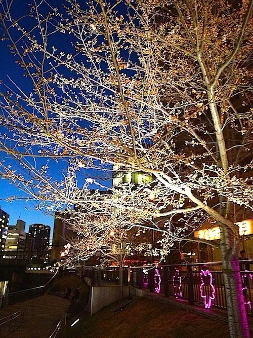 夜桜